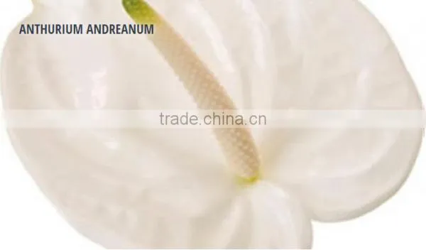 ANTHURIUM ANDREANUM