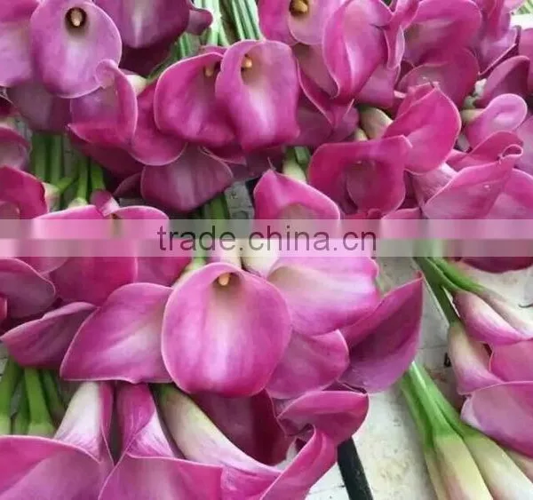 High Grade New Coming Decoration Calla Lily Flower photo-2