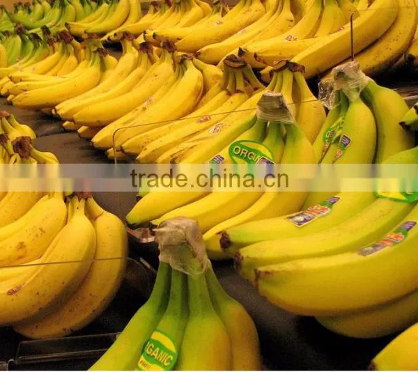 Grade A Fresh Cavendish Bananas photo-2