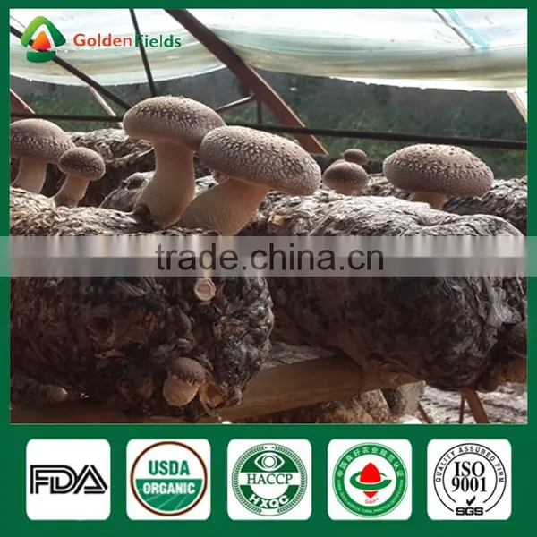 Shiitake Mushrooms 1kg,Wild Shiitake Mushrooms,Shiitake Mushroom Plugs photo-6