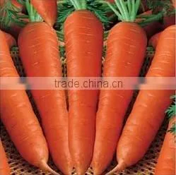 Fresh Carrot India/Fresh New Crop 2016 Carrot