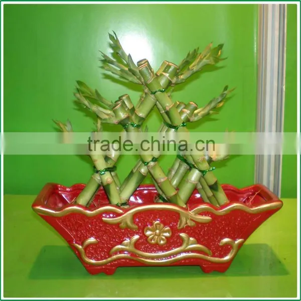 Small Triangle Pyramid Lucky Bamboo Air Bonsai Tree DRACAENA SANDERIANA Indoor Ornamental Aquatic Water Plants Garden Decoration photo-2