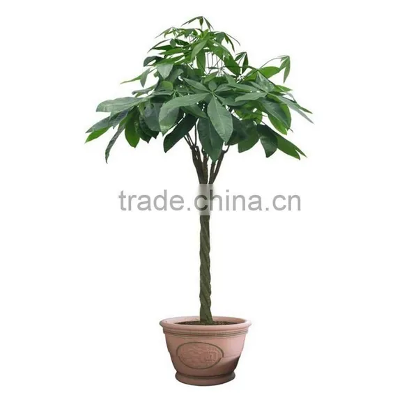 Mini Money Tree Decoration Short Flowering Plants photo-6