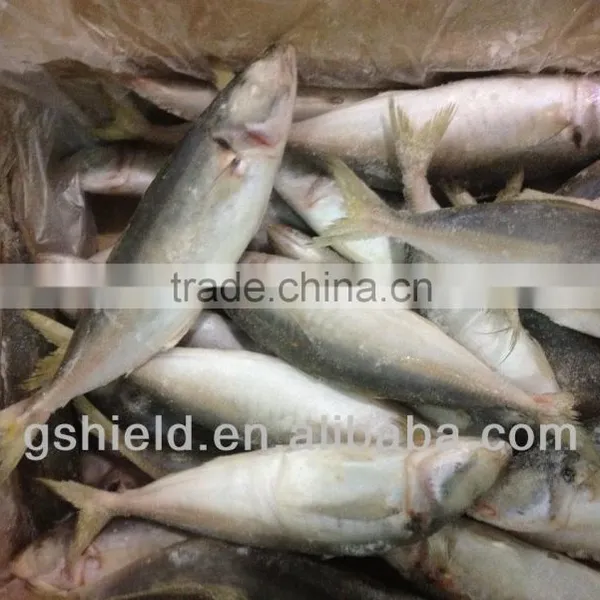 2016 IQF 5-6pcs/kg Whole Round Frozen Small Eye Round Scad photo-2