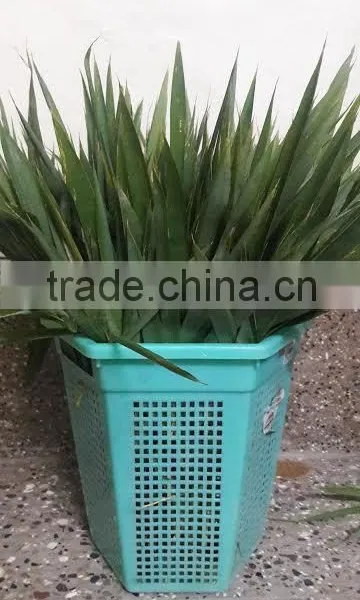 Fresh Bamboo Leaves photo-3