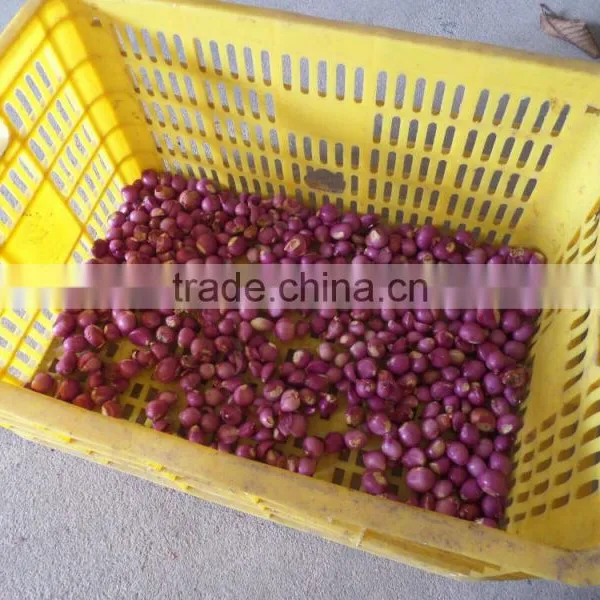 FX-128-2 Hot Sale Large Capacity Garlic Peeling Peeler Machine photo-4