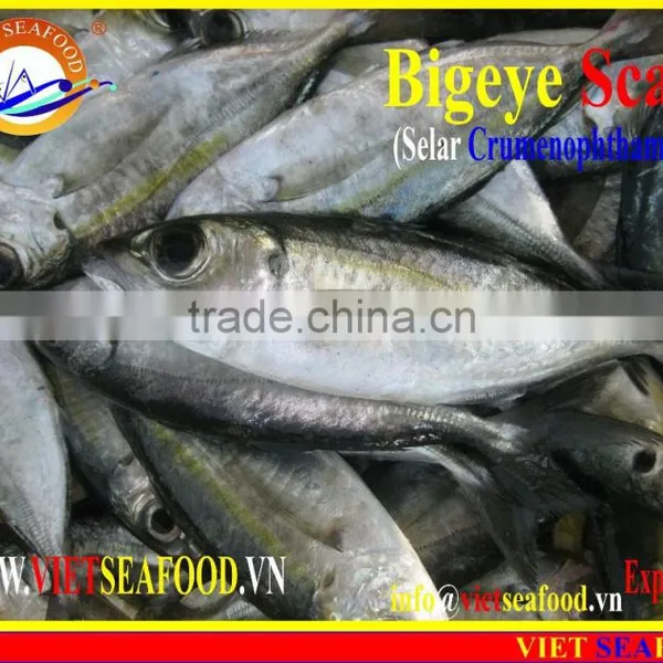 FROZEN BIGEYE SCAD WHOLE ROUND photo-2