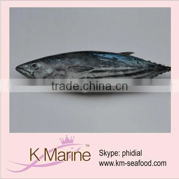 Seafoods Live Fish Skipjack Whole Tuna
