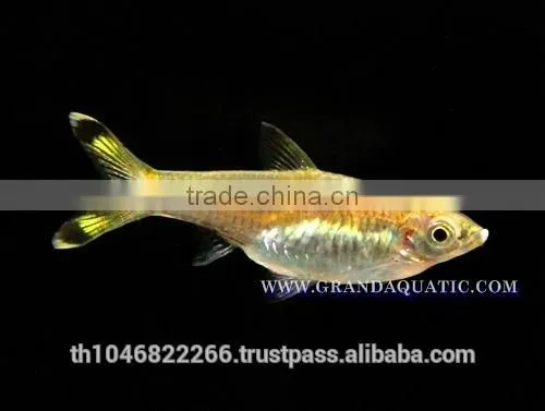 Rasbora Fish For Sale and Export photo-3