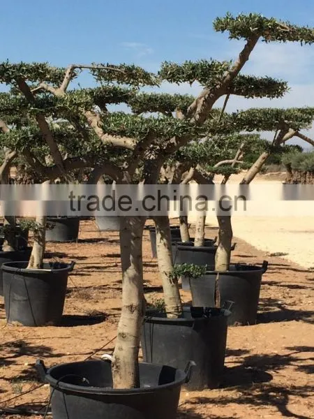Olive Tree - Olea Europaea Mini Pompon photo-3