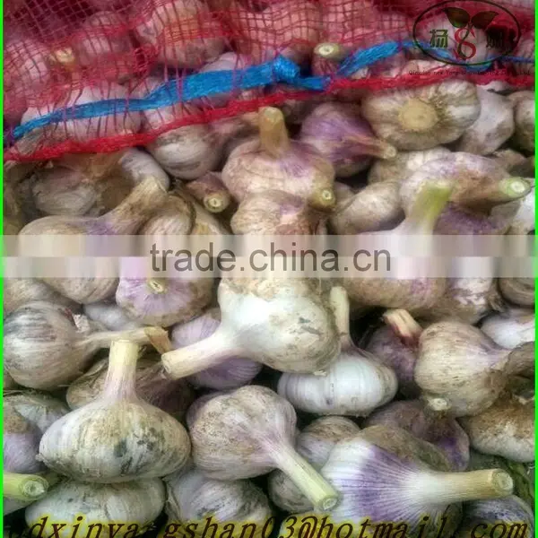 (NEW) 2015 Fresh White Garlic From 4.0cm---6.0cm photo-2