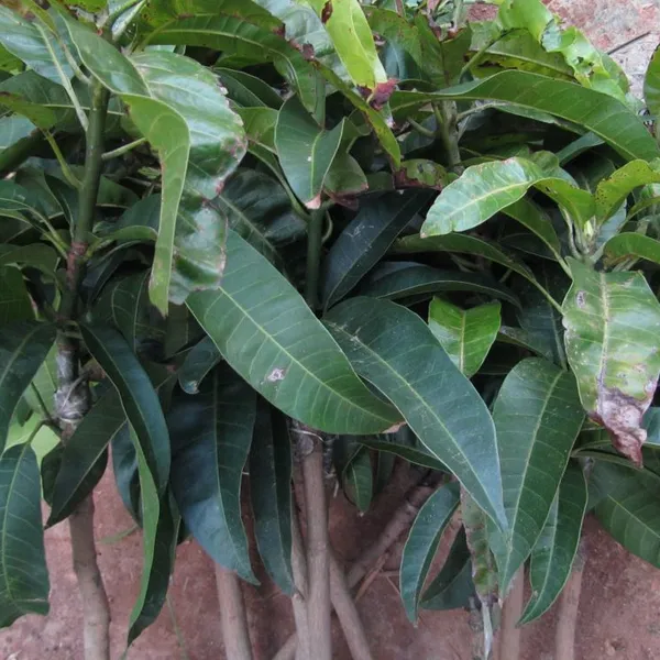 The Ultimate Guide to Growing Mango Trees Iwan Japan Mango Trees photo-5