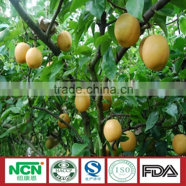 2016 Fresh Grown Pear photo-3