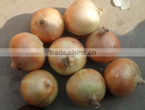 Potato/Carrot/Ginger Washer Peeler and Sorter|Onion Washing and Grading Machine photo-3