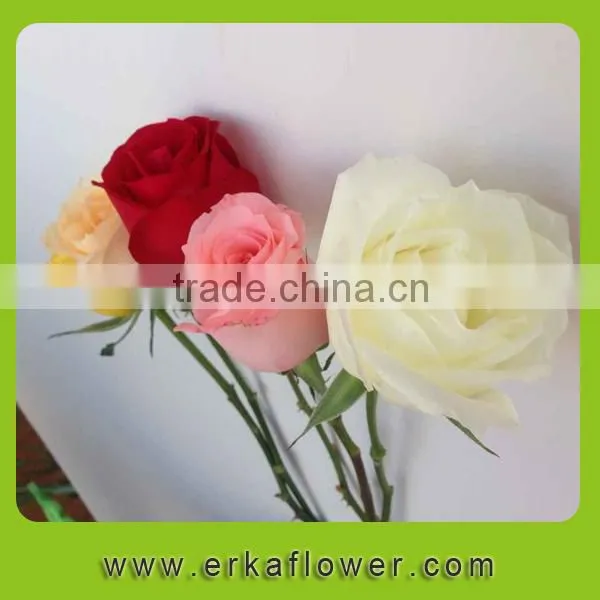 High Quality Hot Selling Factory Direct Sale Importers photo-5