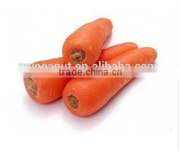 Chinese Bulk Fresh Carrots photo-2