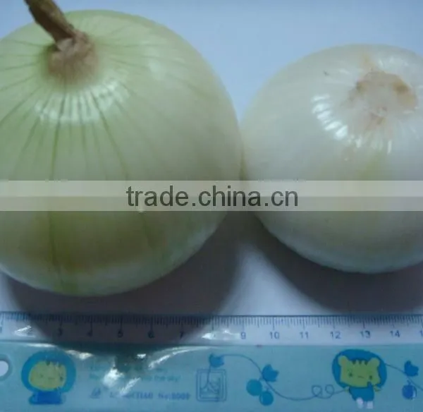 White Good Peeled Onion Producer in China photo-6