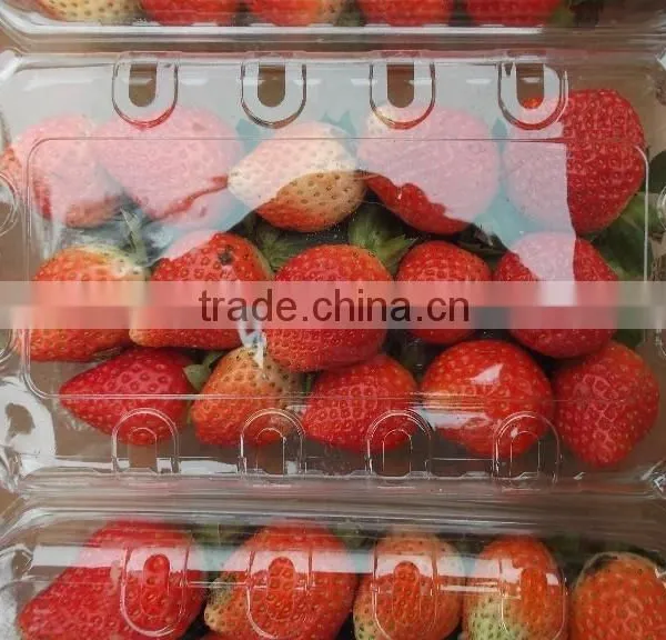 Egyptian Frozen Strawberry photo-5