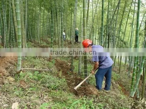 High Sprouting Rate Bamboo Seeds For Growing Bamboo Trees and Shoots photo-4