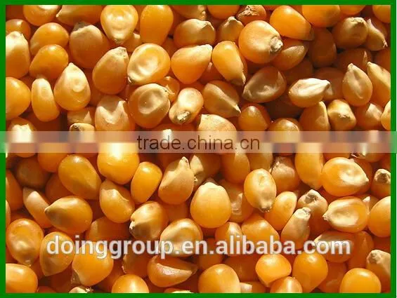 New Technology Maize Thresher China Supplier for Sale photo-6
