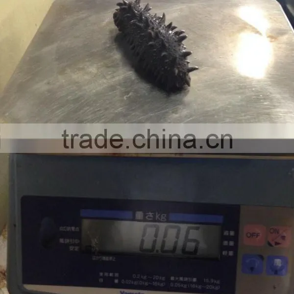 Dried Sea Cucumber/ Dried Salted Sea Cucumeber photo-4