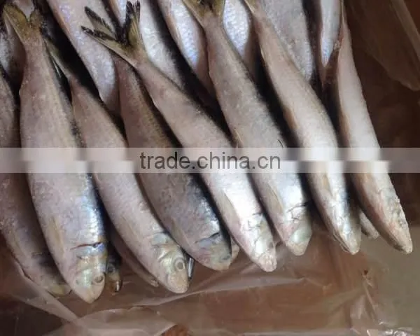 Sardine for Bait on Sale photo-3
