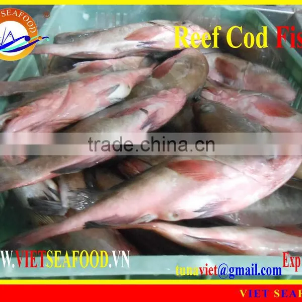 FROZEN WHOLE ROUND REEF COD FISH photo-4