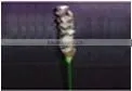 Diffuser Flower