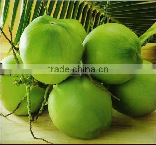 Young Coconut Fruit