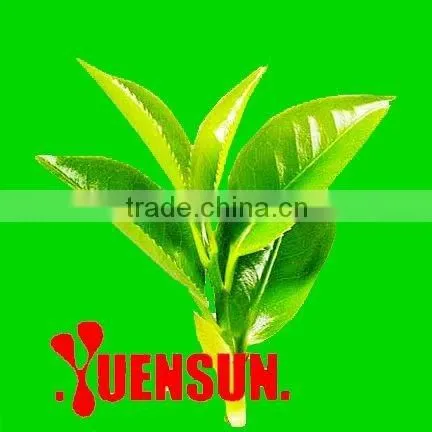 100% Natural Green Tea Extract Powder/Polyphenols 20%-98%, EGCG 15%-90%