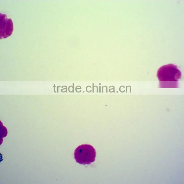 Biology Chick Embryo Microscope Slides photo-6