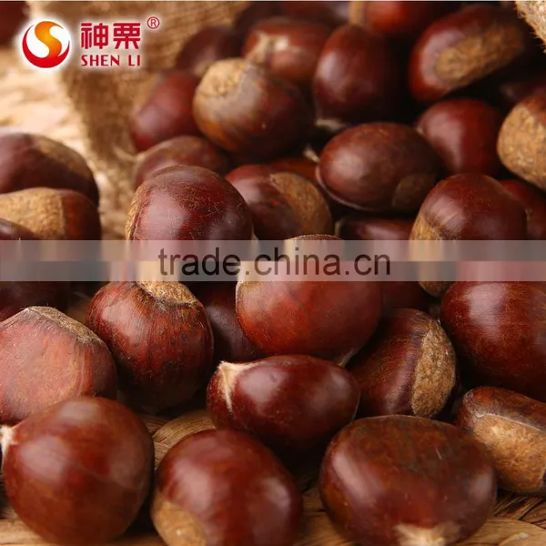 2016 Hot Sale Sweet Fresh Chestnut in Shell for Wholesale photo-2
