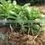 Pomelo, Shaddock Tree Seedlings photo-4