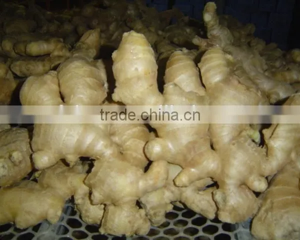 China Mature Ginger photo-5