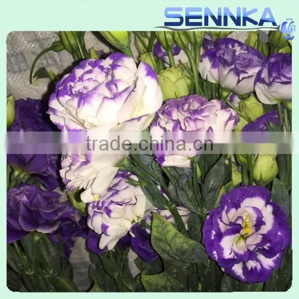 2016 Hot Selling Fresh Cut Flowers Purple Eustoma Purple Flower photo-5