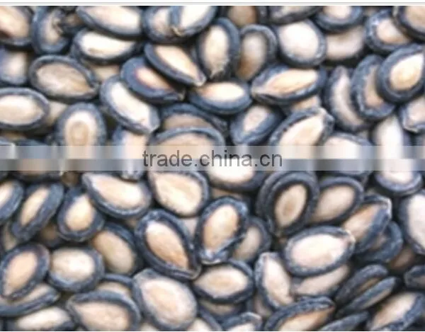 Organic Bulk Black Watermelon Seeds for Export Grade