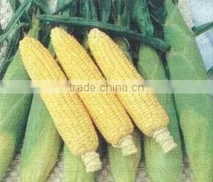 MZ-368 Waxy Corn Cutter photo-2