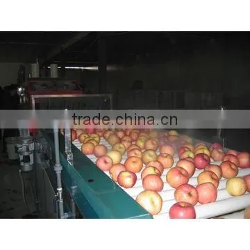 Fruit Washing Grading Machine/tomato Grade Line photo-3
