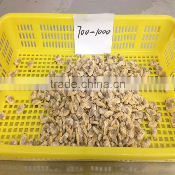 Export Class Quality Frozen Baby Clam Meat photo-5