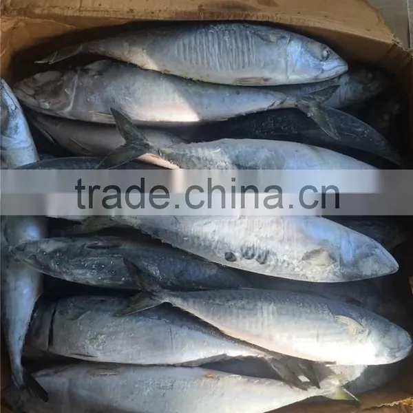 Hight Quality Frozen Pacific Mackerel for Sale photo-2