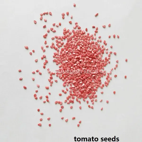 Resistance to TY and Disease Red Tomato Seed SXTS No.1409 photo-3