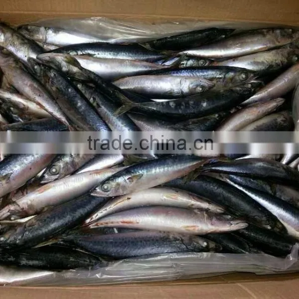 FAO 61 Japanese Mackerel Fish photo-2