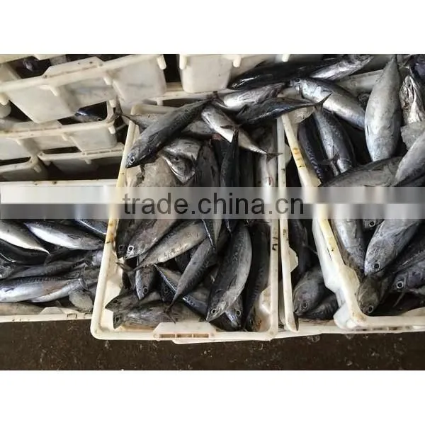 Frozen Bonito Tuna photo-6
