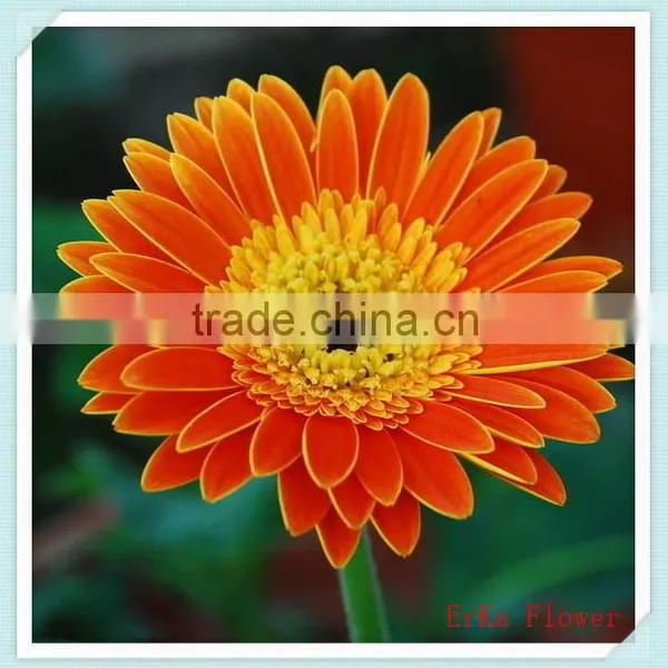 Import Large Of Fresh Chrysanthemum Flowers For Wholesale photo-6