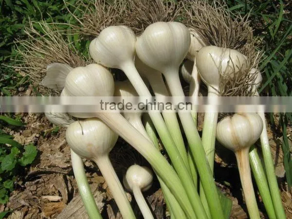 New crops fresh garlic 4.5cm-6.0cm