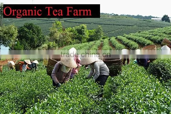 Vietnamese Best Healthy Green Tea SP2 photo-4