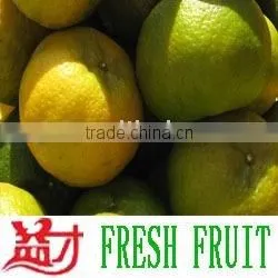 Orange(mandarin Orange ,mandarin ,orange ,M-08)