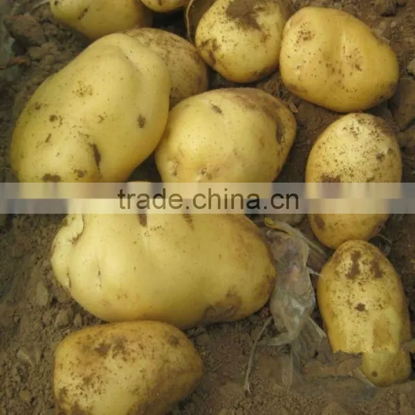 Holland Potato
