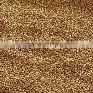 Millet