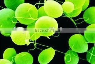 Manufacturer Supply 100% Natural Organic Chlorella Powder/Tablet photo-2